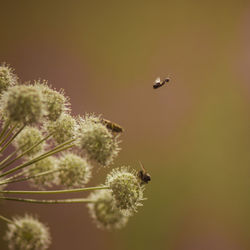 Close-up of insect on plant