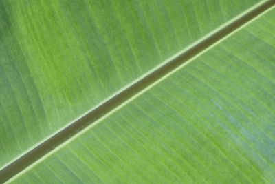 Full frame shot of green leaf