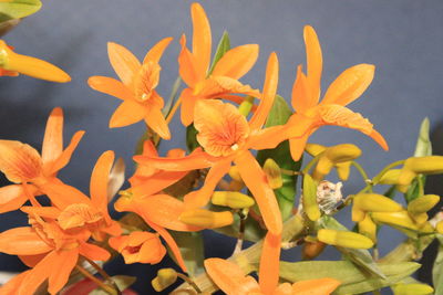 Close-up of orange flowering plant