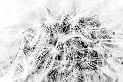 Close-up of dandelion against white wall