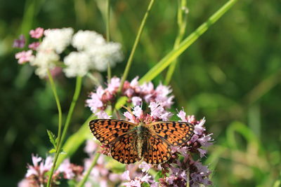 Close-up of butterfly pollinating on flower