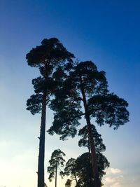 Low angle view of silhouette tree against blue sky