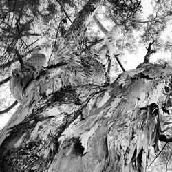 Low angle view of trees against sky