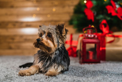 Closeup of a sitting yorkshire terrier with a christmas tree, gifts and a candlestick 