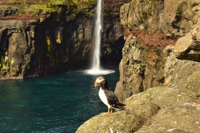 Puffin perching on rock