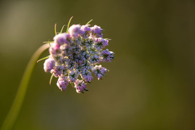 Close-up of purple flowering plant