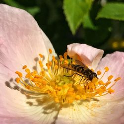 Close-up of bee on yellow flower