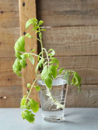 Close-up of potted plant on table