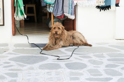 Dog relaxing on floor at home