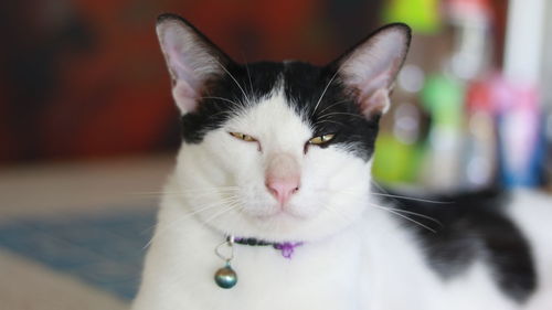Close-up portrait of cat
