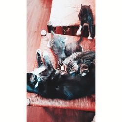 High angle view of cat relaxing