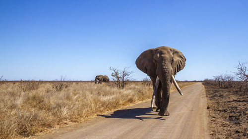 View of elephant on road