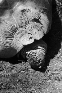 Close-up of tortoise