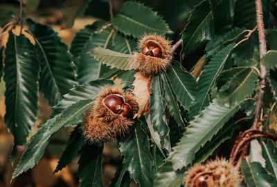 Chestnuts in husk on tree.