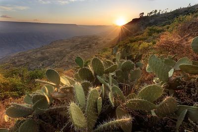 Cactus growing on mountain during sunrise
