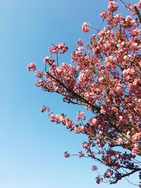Low angle view of cherry blossom tree against blue sky
