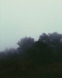 Trees in foggy weather