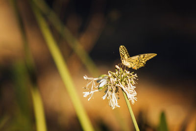 Close-up of butterfly on plant