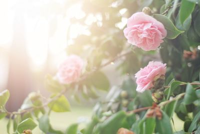 Close-up of pink roses