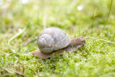 Snail crawling in the grass, shallow depth of field, closeup