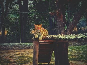 View of cat on tree trunk in zoo