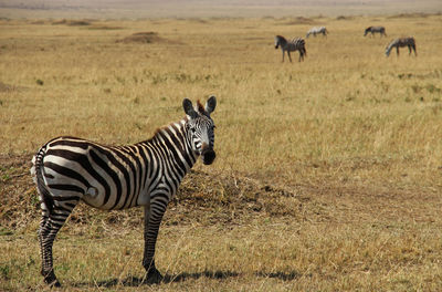 Zebras on field