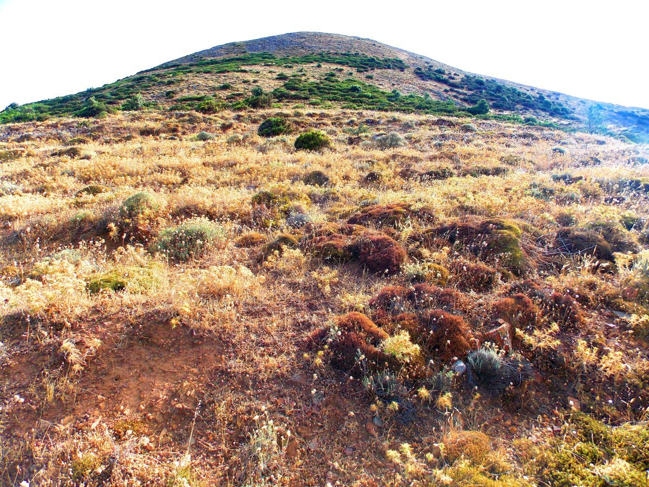 climbing monte linas with family Beauty In Nature Clear Sky Countryside Day Hill Landscape Majestic Mountain Mountain Peak Nature No People Non Urban Scene Non-urban Scene Outdoors Physical Geography Plant Remote Rock Formation Scenics Sky Solitude Surface Level Tranquil Scene Tranquility Travel Destinations