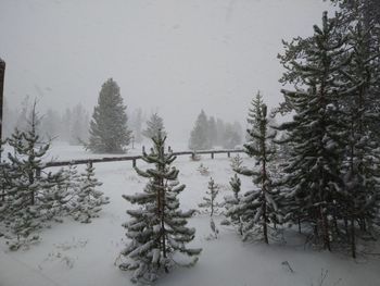 Snow covered pine trees in forest during winter