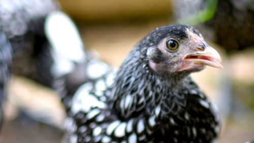 Close-up of eagle