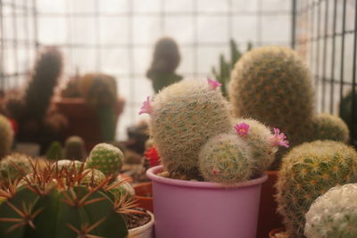 Close-up of cactus plant in pot