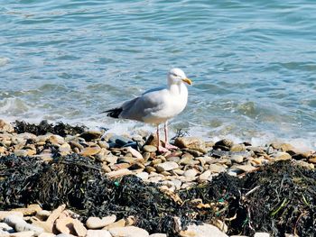 Seagulls perching on beach