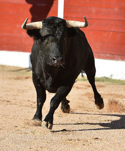 Full length of cow standing outdoors