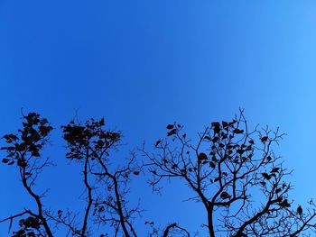 Low angle view of silhouette tree against clear blue sky