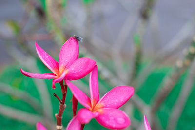 Close-up of pink flowering plant