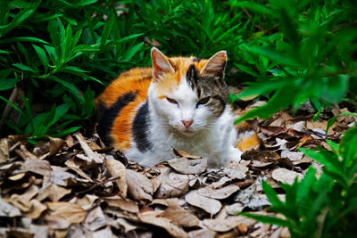 Portrait of a cat lying on field