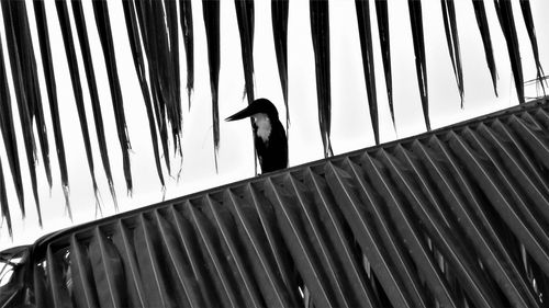 Low angle view of bird perching on wood