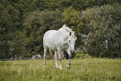 Horse standing in a field