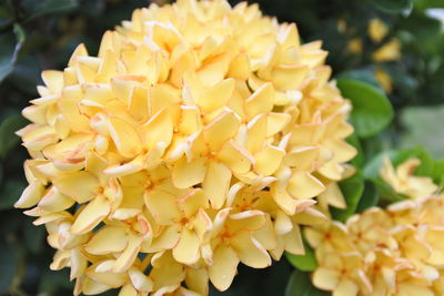 Close-up of yellow flowering plant