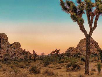 Scenic view of trees on desert against sky