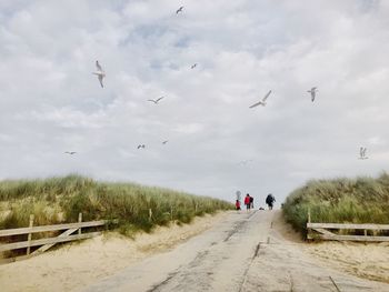 Seagulls flying over footpath amidst grass against cloudy sky