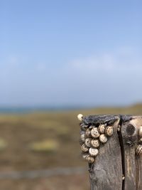 Close-up of wooden post in sea against sky