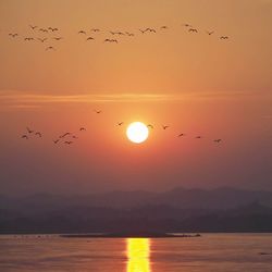 Flock of birds flying over sea during sunset