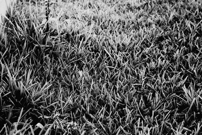 Plants growing on grassy field