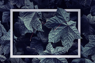 Full frame shot of dry leaves