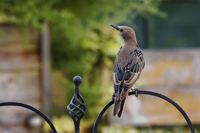 Close-up of bird perching on metal fence