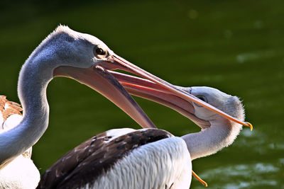 Close-up of birds