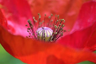 Close-up of red flower