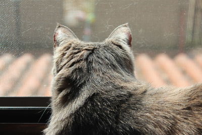 Close-up of a cat