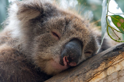 Close up high angle view of australian koala sleeping in tree showing ears nose eyes and claws