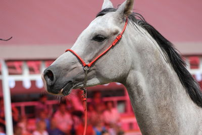 Close-up of a horse